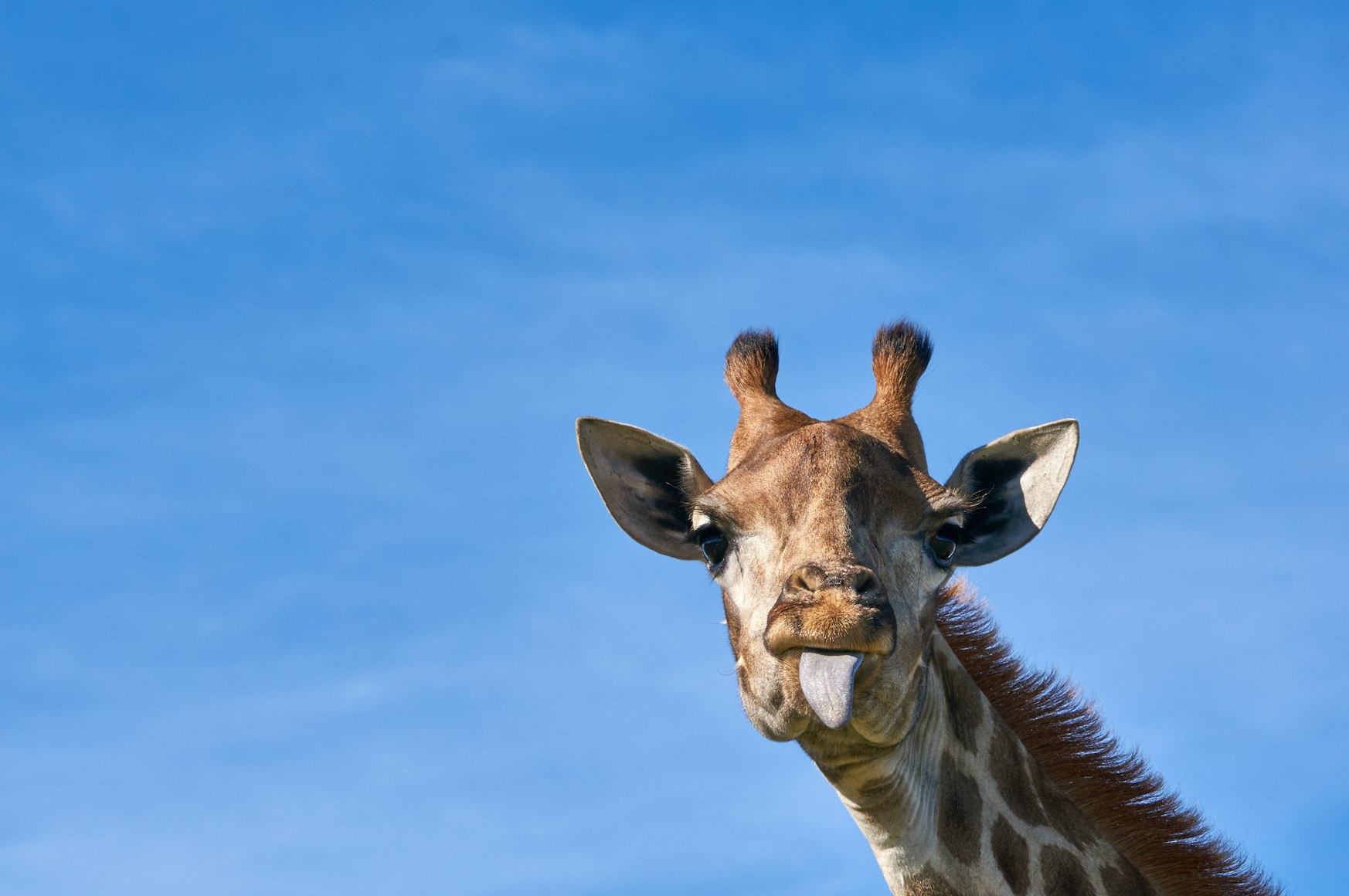 giraffe sticking its tongue out