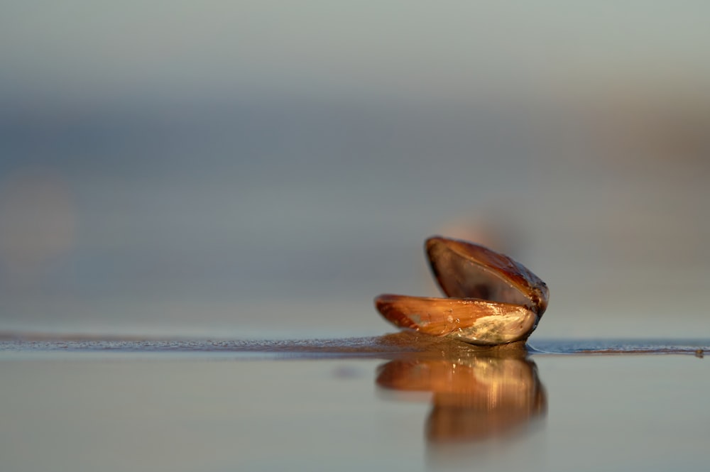 brown seashell on body of water