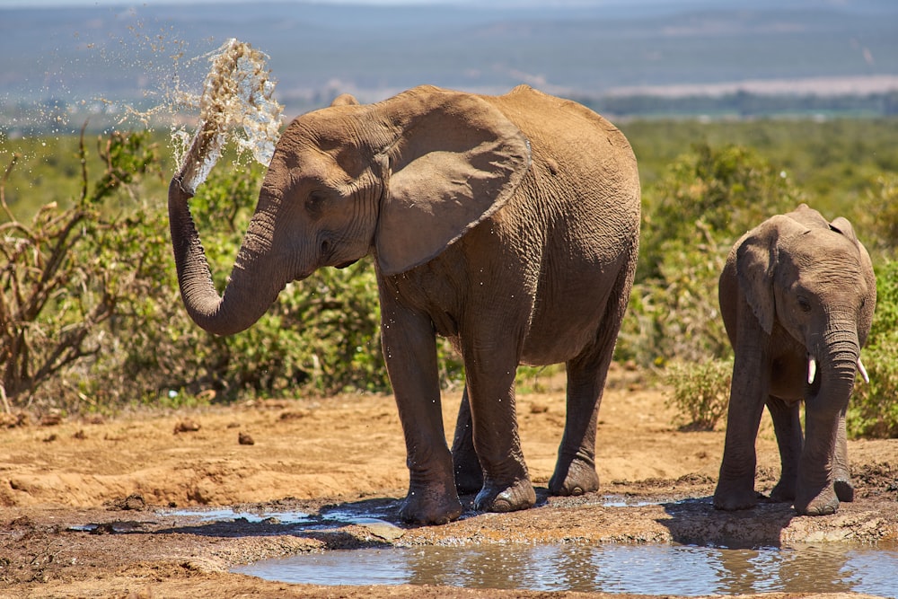 two gray elephants beside water