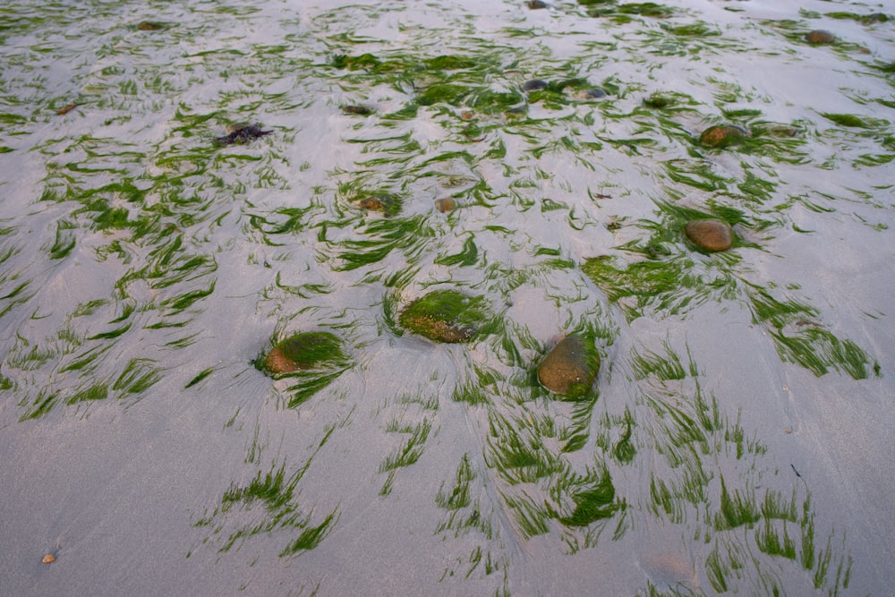 green grasses on body of water