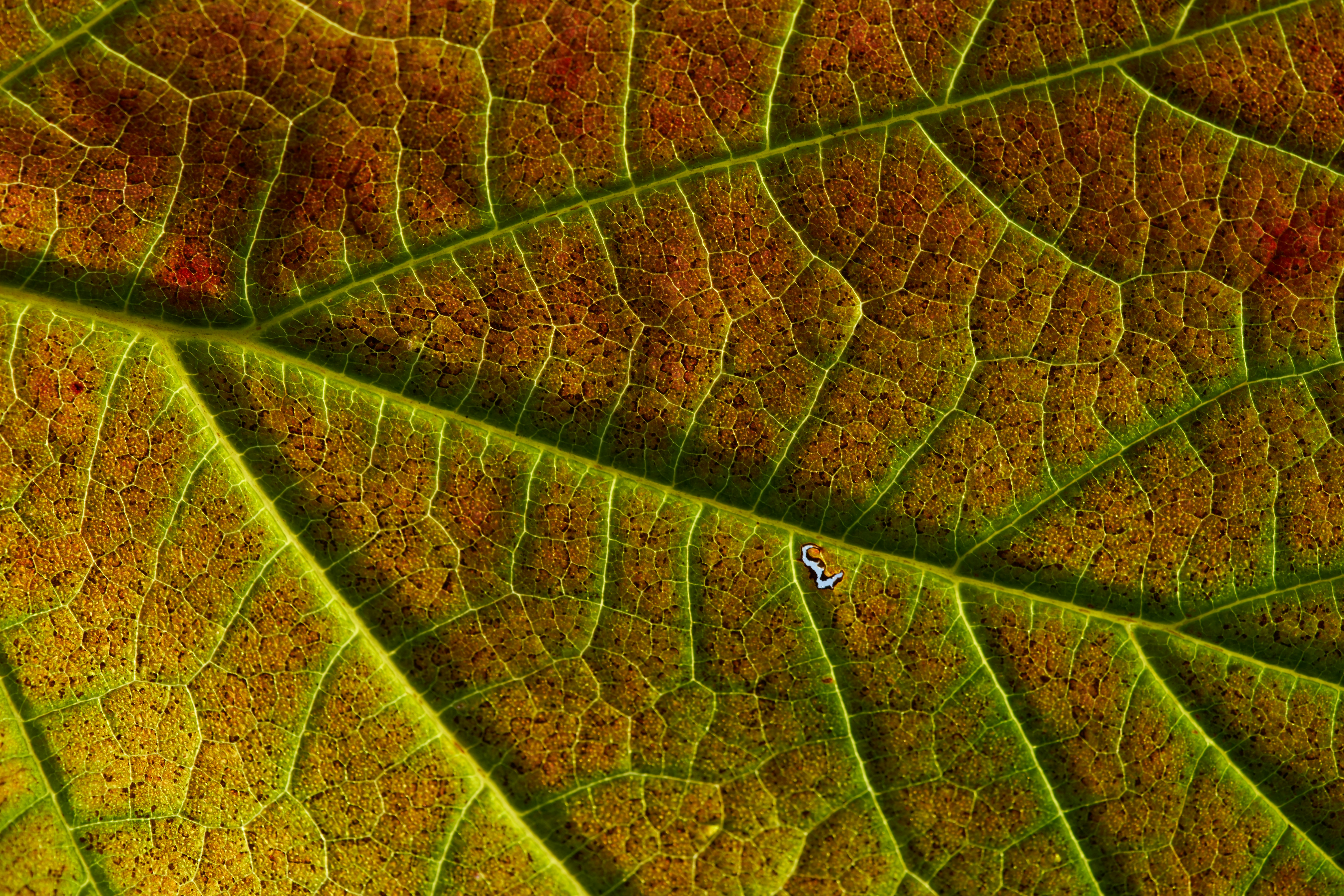 Photo by wolfgang_hasselmann