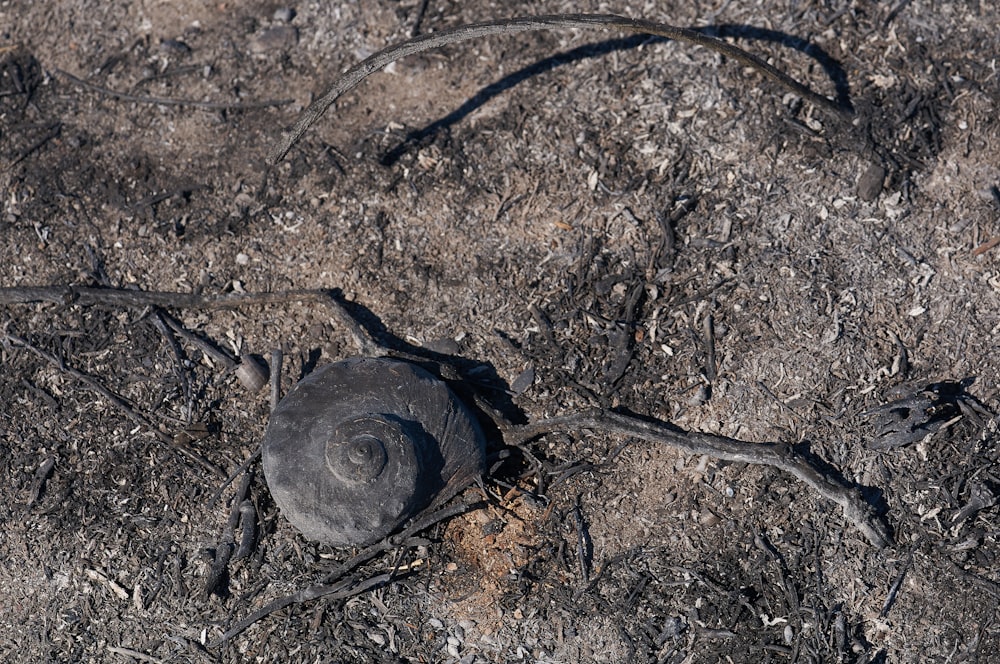 gray snail on ground