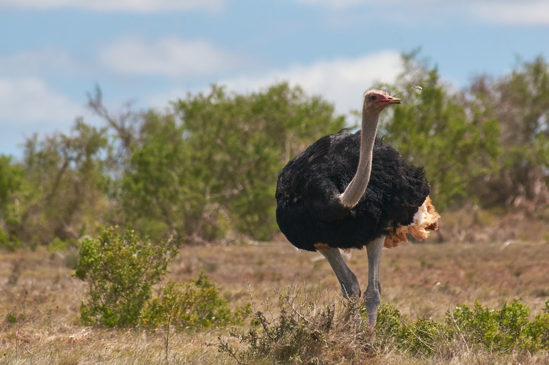 black and gray ostrich during daytime