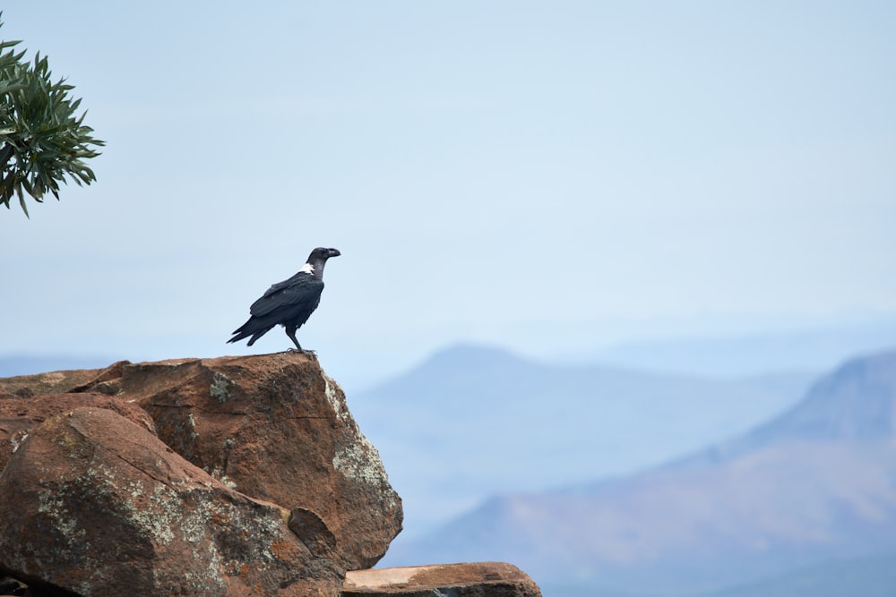 black bird on cliff during daytime
