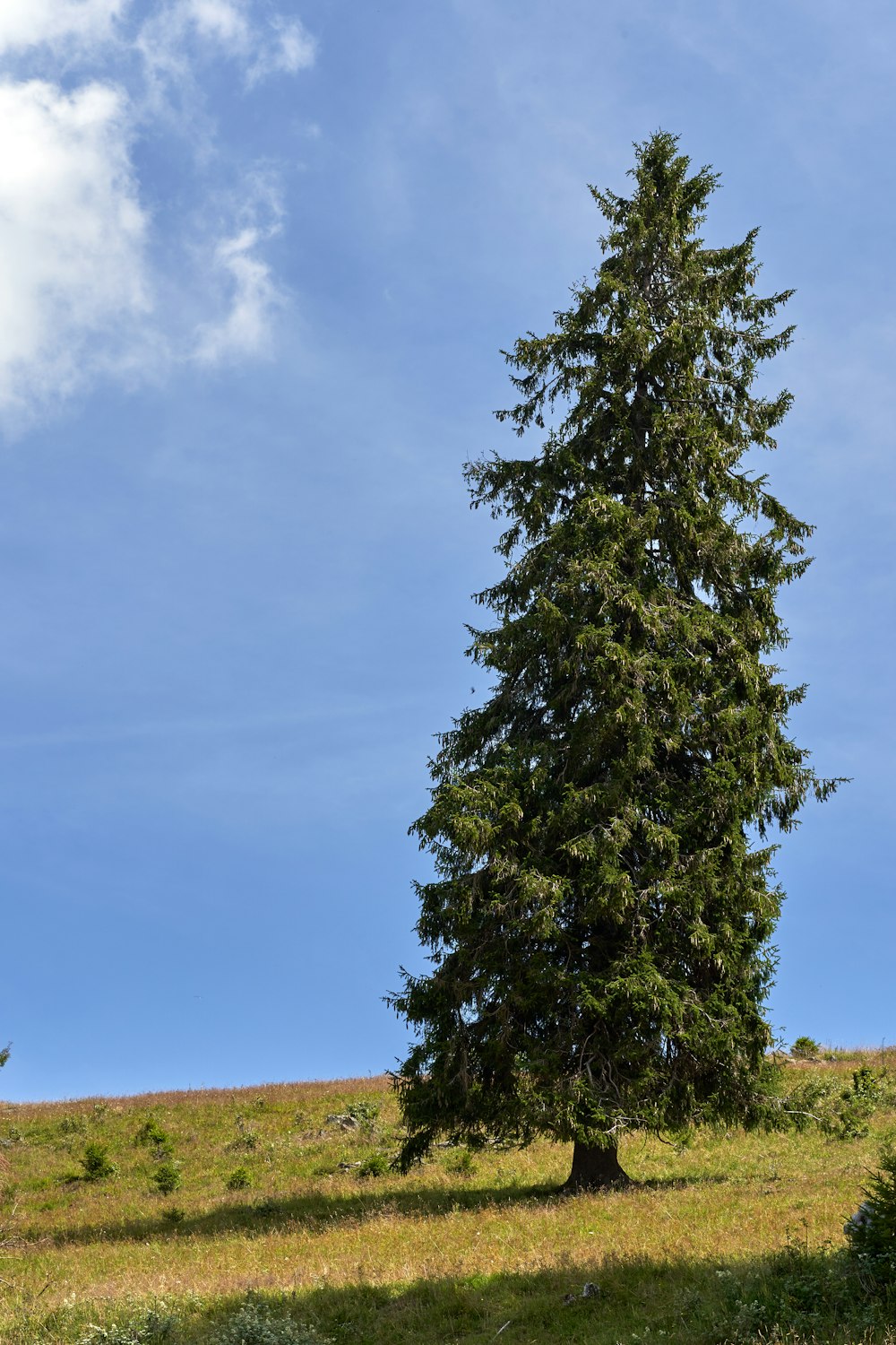 green tree during daytime