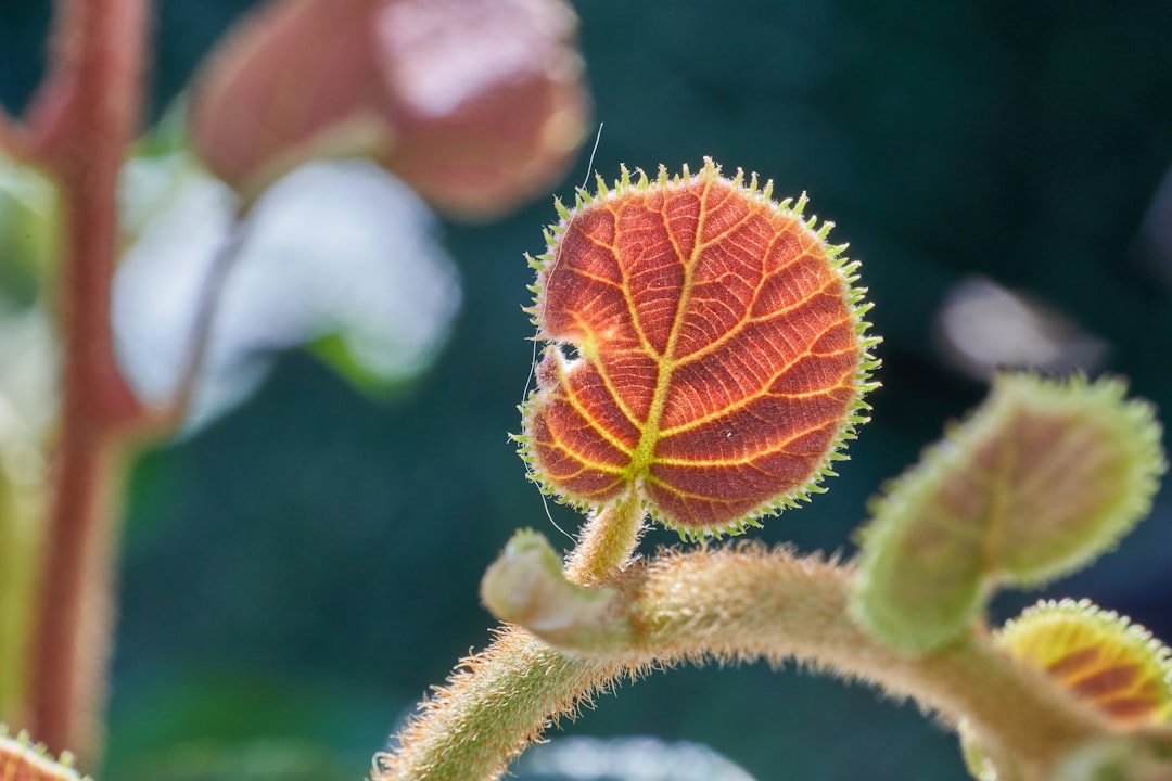 selective focus photography of brown plants