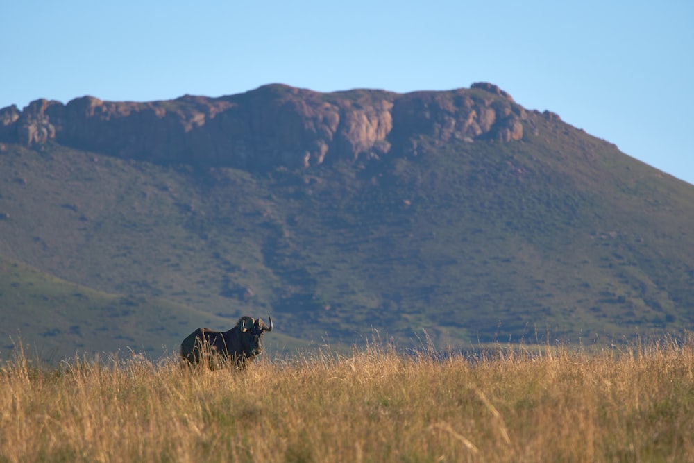 black cattle on brown grass during daytime