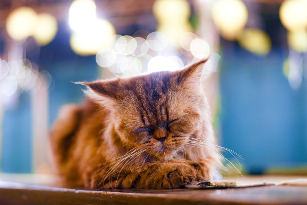 selective focus photography of lying down brown cat