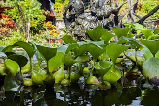 A group of vibrant green water hyacinth plants with broad, smooth leaves float on the surface of a pond. The background features lush greenery and colorful foliage. A weathered stone sculpture of an elephant partially submerged is visible among the vegetation.