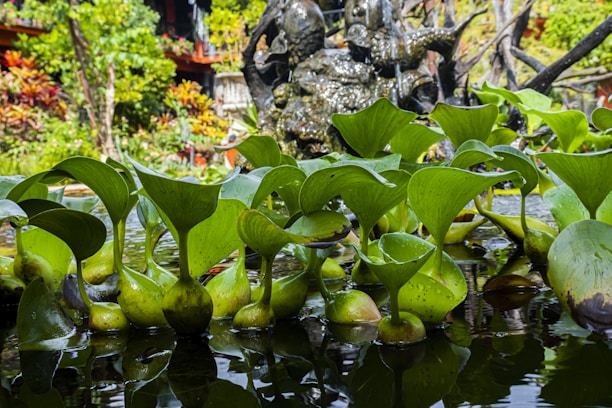 A group of vibrant green water hyacinth plants with broad, smooth leaves float on the surface of a pond. The background features lush greenery and colorful foliage. A weathered stone sculpture of an elephant partially submerged is visible among the vegetation.