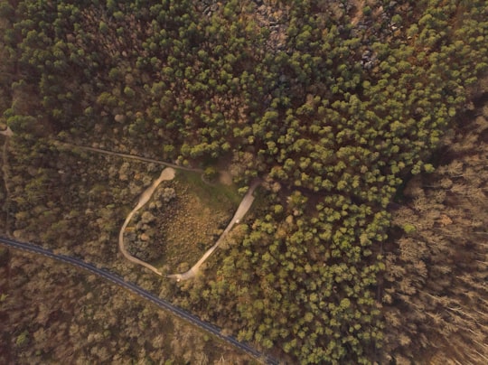 aerial photography of green trees in 77300 Fontainebleau France