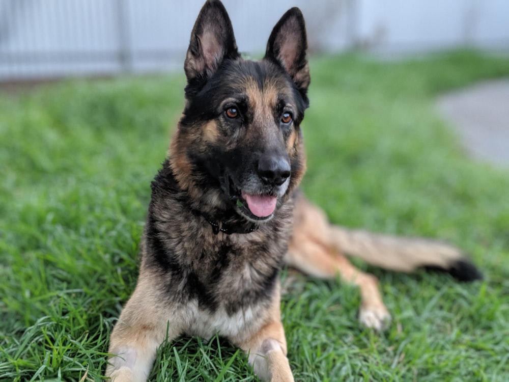 selective focus photography of German shepherd on green grass