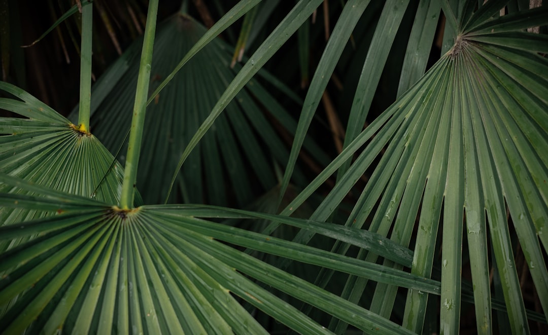 green leaf plant