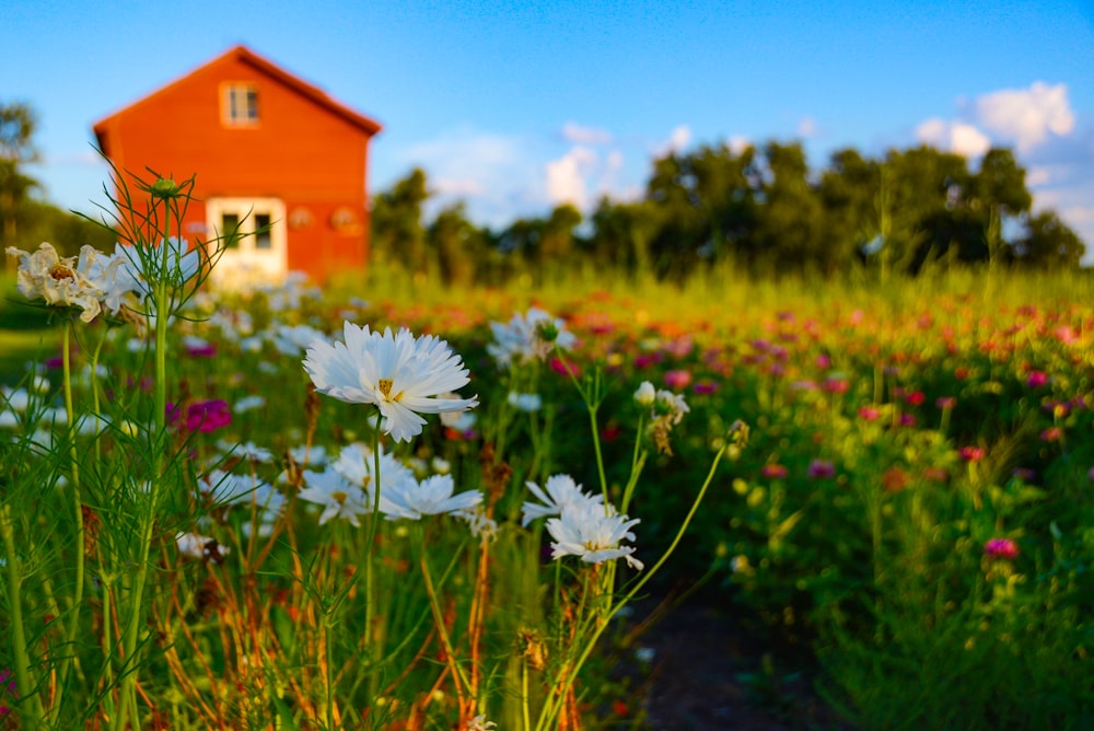 flower field near building during day