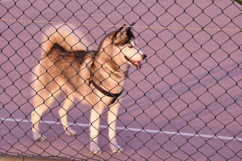 Siberian husky beside fence