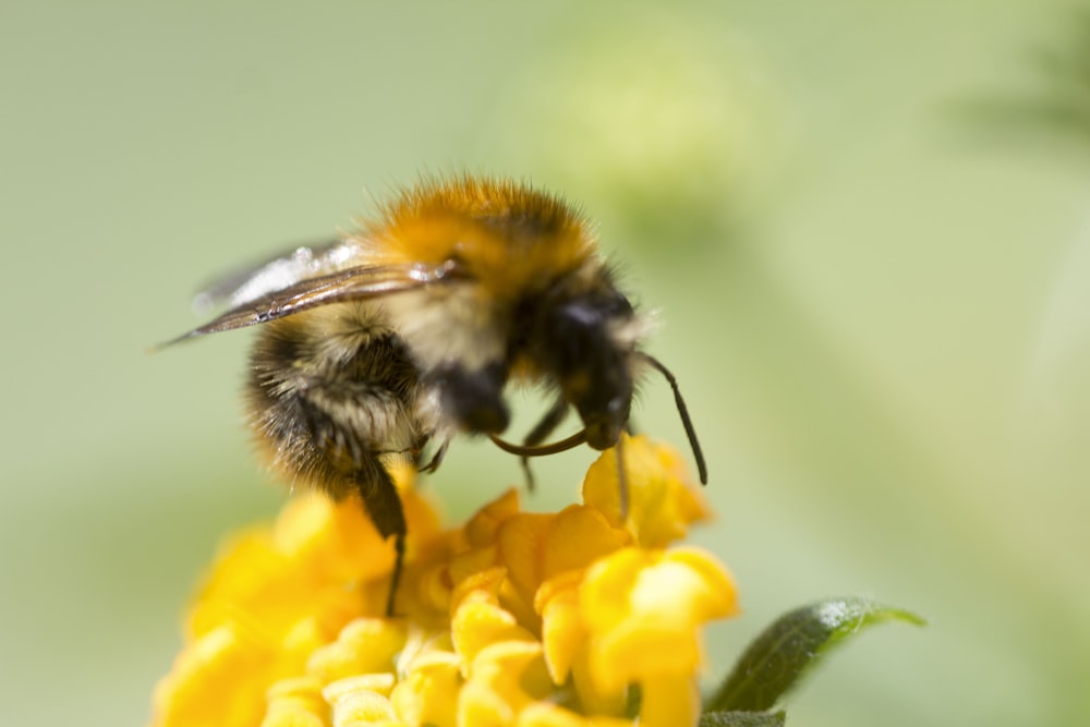 bee perched on yellow flower