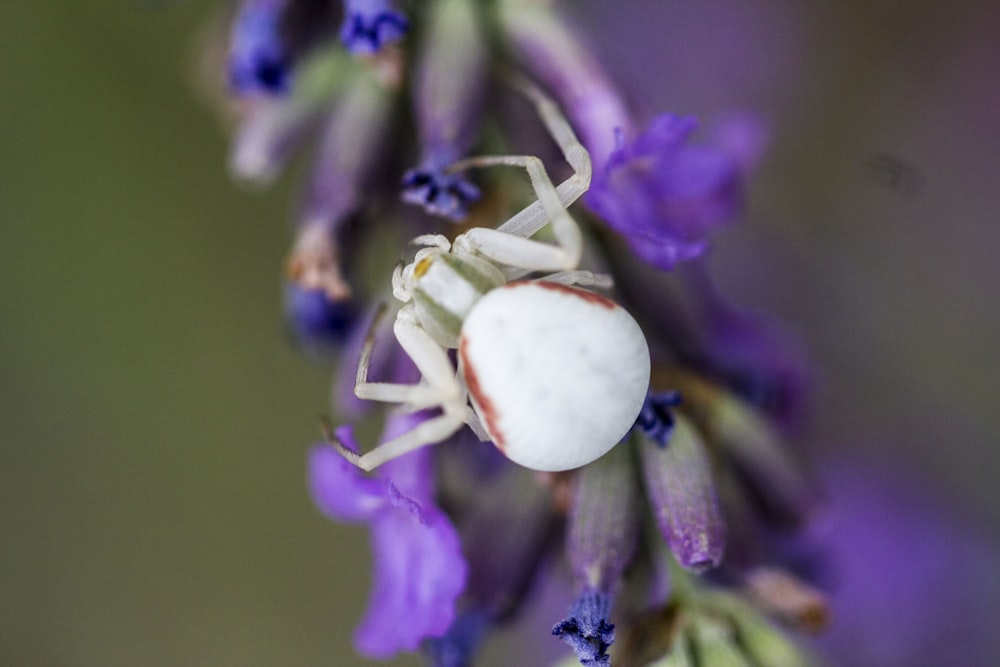 macro photography of white spider on purple flower
