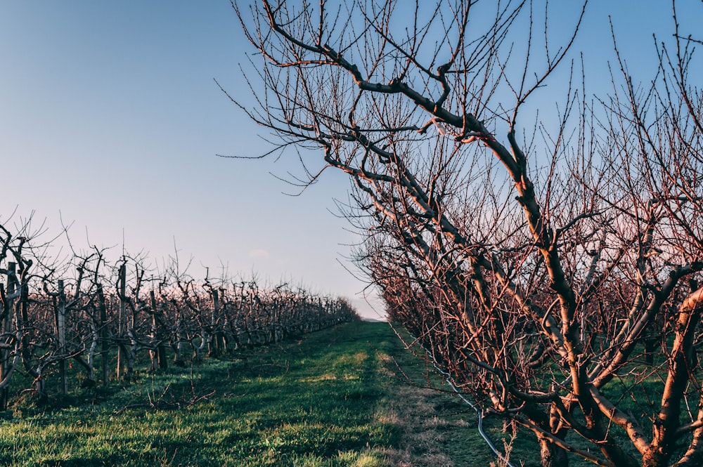 bare trees during daytime