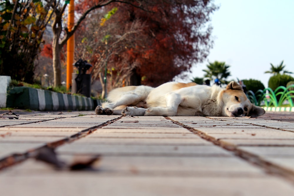 selective focus photography of white dog lying on ground