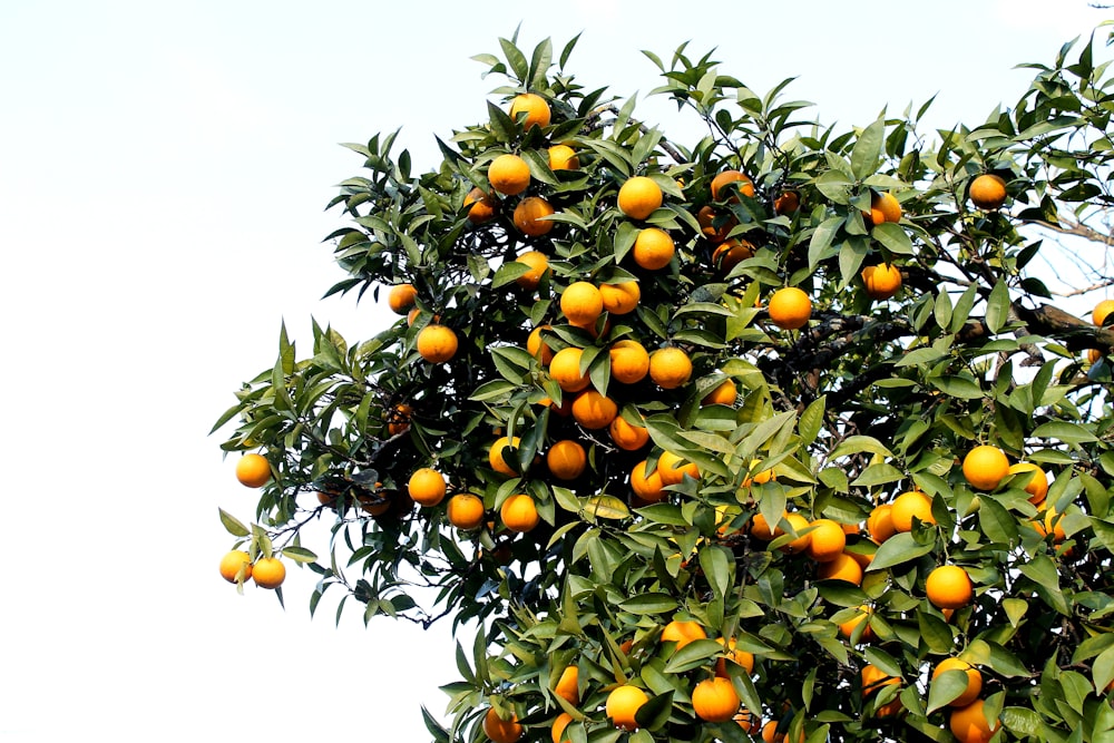 orange fruits on tree