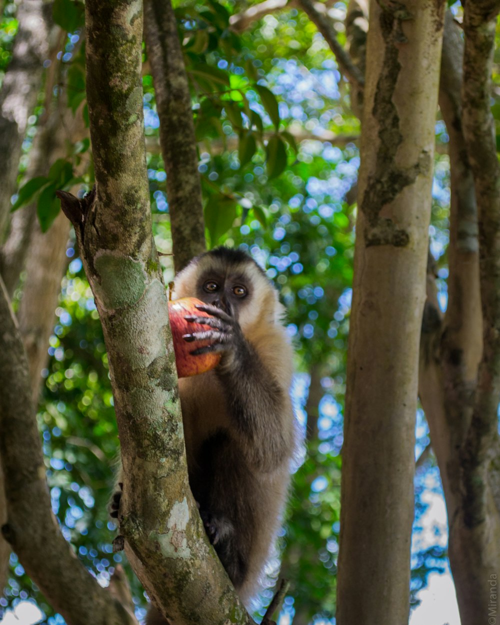 selective focus photography of monkey holding fruit on tree
