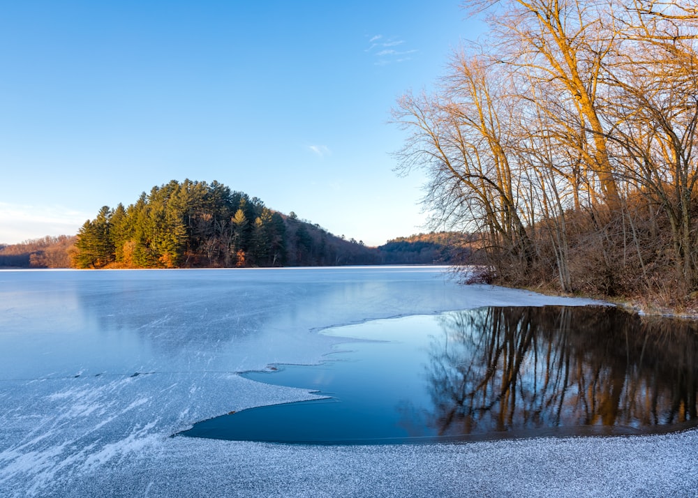 日中の木々の近くの氷の水域