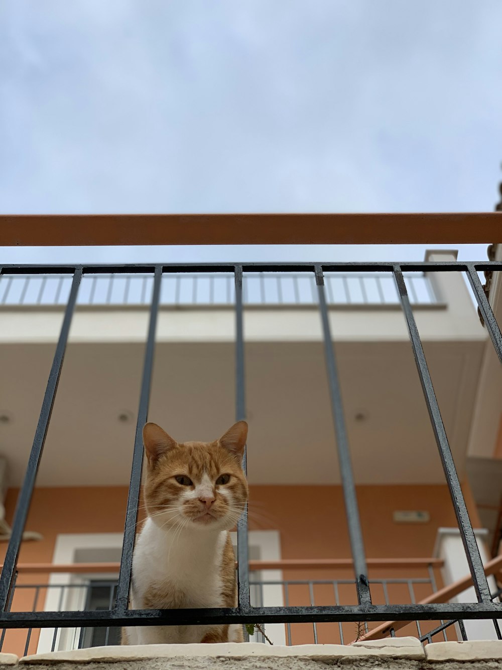 orange tabby cat leaning near metal balusters