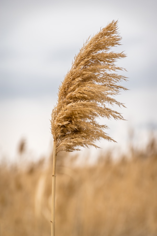 Brown wheat during day