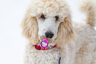 macro photography of white toy poodle