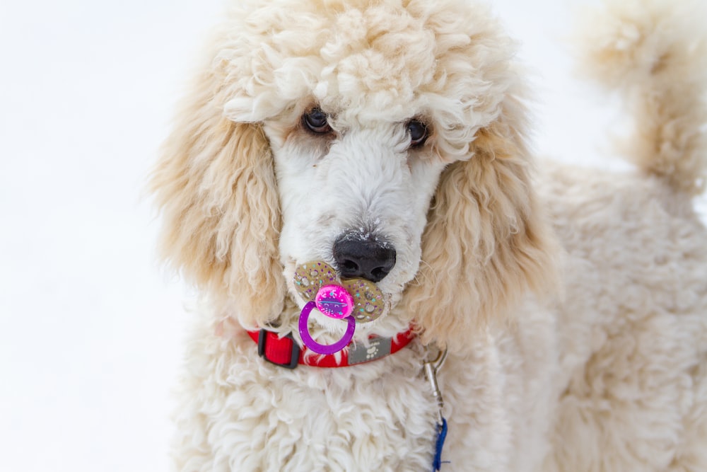 macro photography of white toy poodle