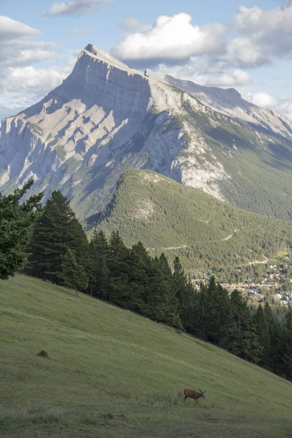 aerial photography of brown deer on green field viewing mountain under white and blue sky