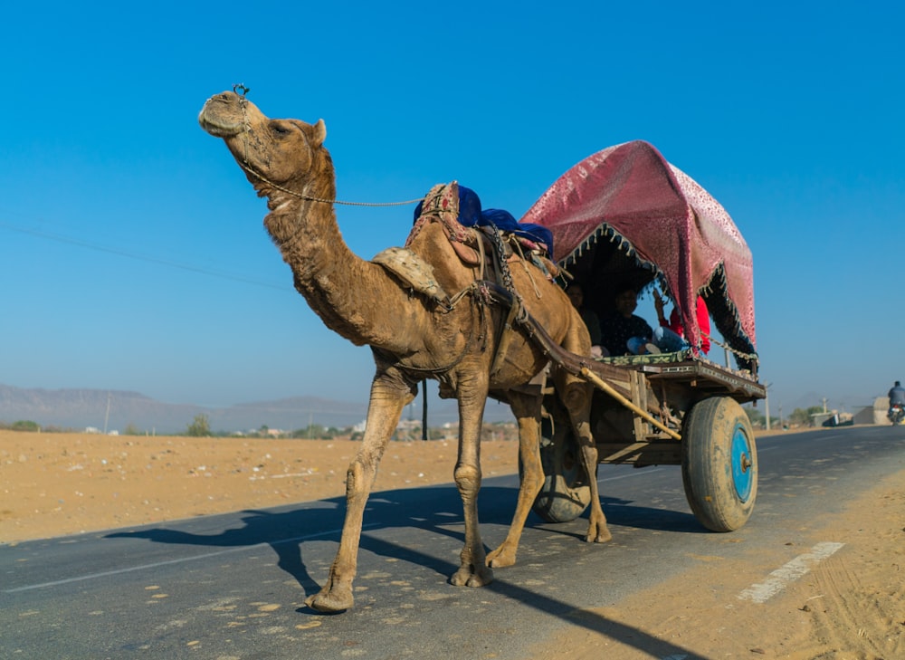 camel pulling cart