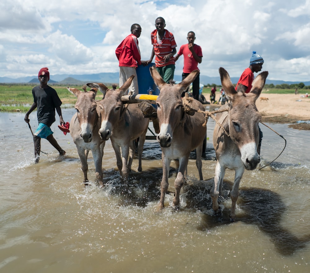 men riding cart pulled by cattle