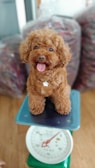 A fluffy, light brown poodle sits on a blue platform of a weighing scale with a happy expression. The tongue is out and a small tag hangs from its collar. The background includes bags filled with unidentified items.