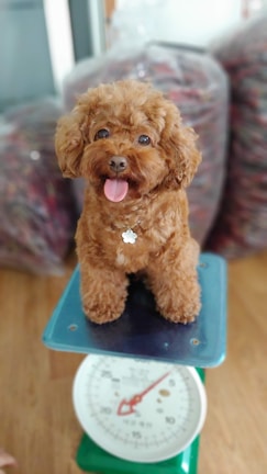 A fluffy, light brown poodle sits on a blue platform of a weighing scale with a happy expression. The tongue is out and a small tag hangs from its collar. The background includes bags filled with unidentified items.