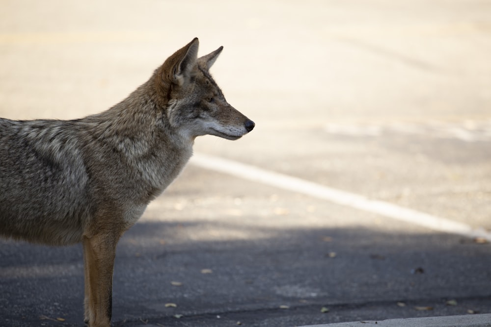 brown wolf on gray ground during day