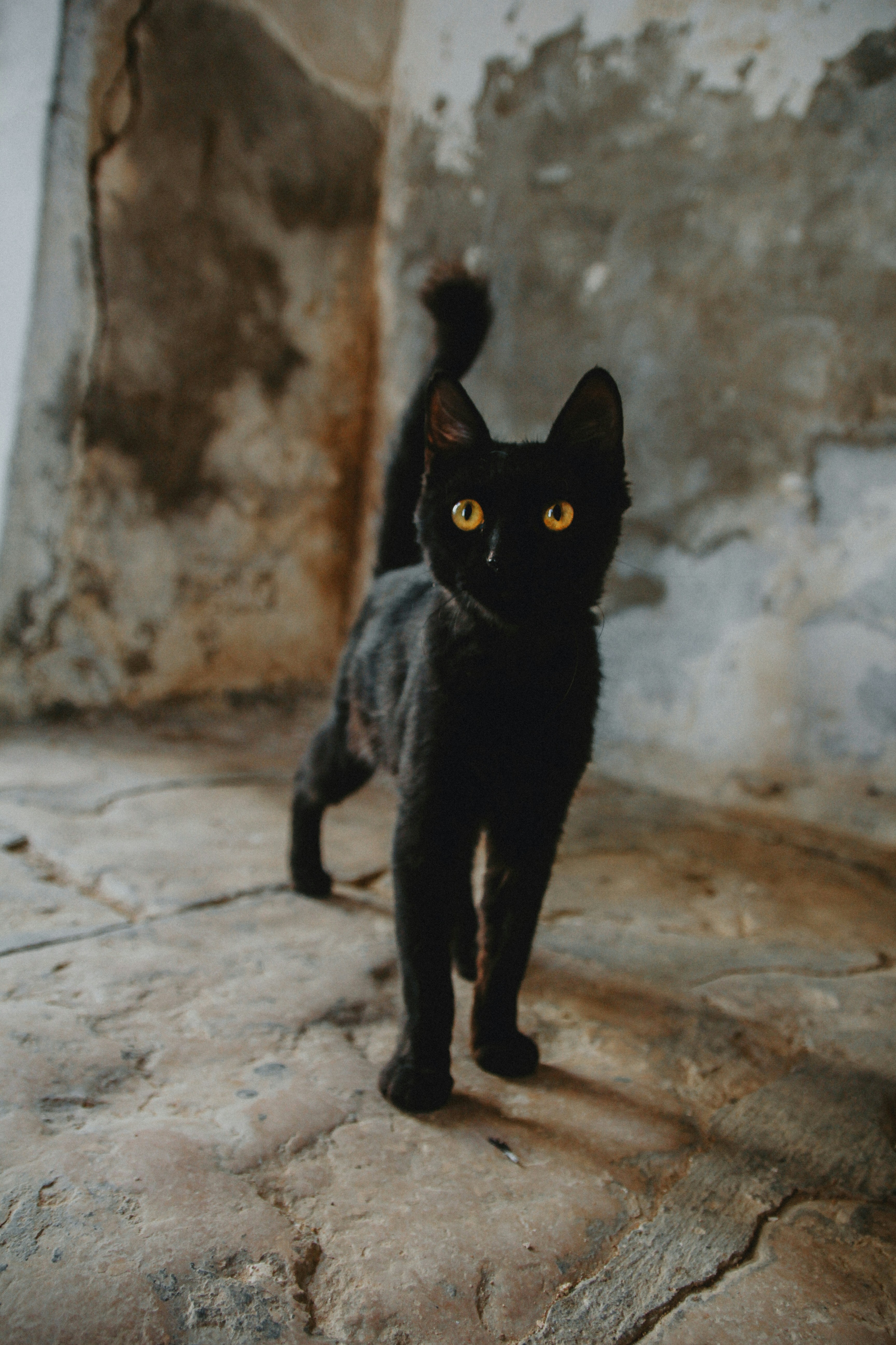 Price Black Savannah Cat Clearance Ashera Cat Cost Factory Sale