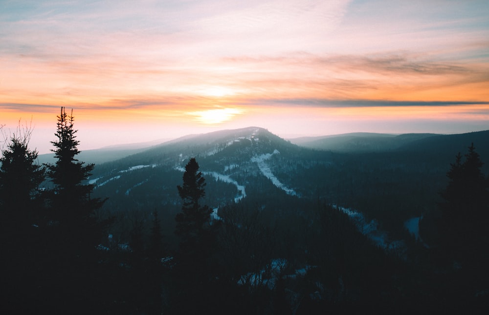 forest trees and view of mountain during daytime