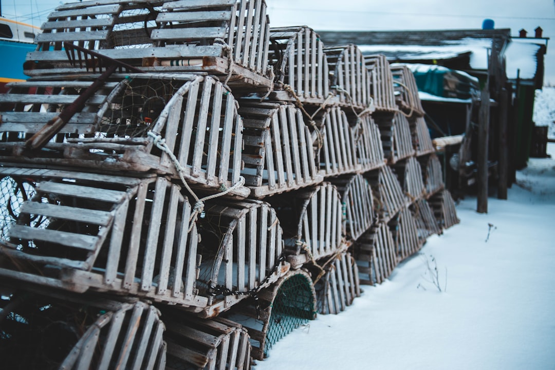 pile of brown animal trap