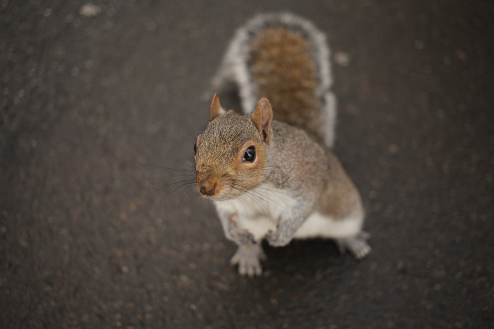 brown squirrel photograph