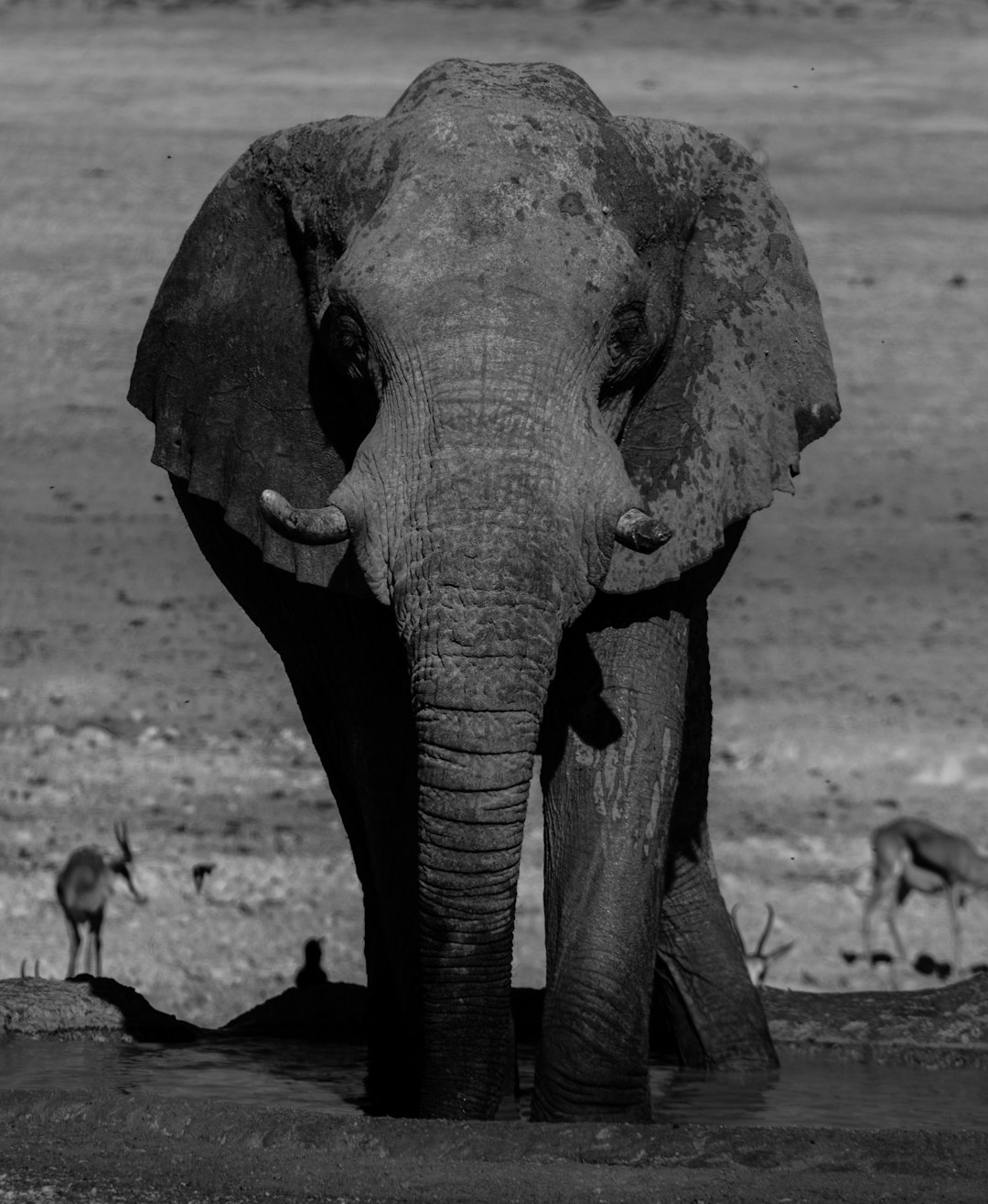 adult elephant on mud near animals