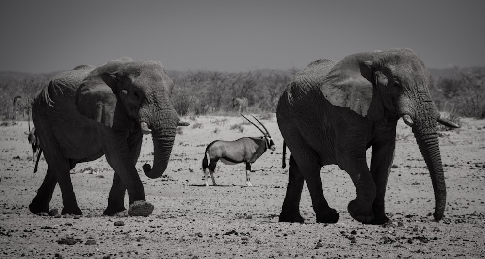 a couple of elephants walking across a dirt field