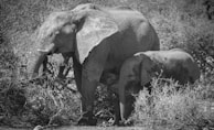 Two elephants are standing amidst dense, dry bushes. The larger elephant is positioned protectively next to a smaller one, possibly a calf. The setting appears natural and wild.