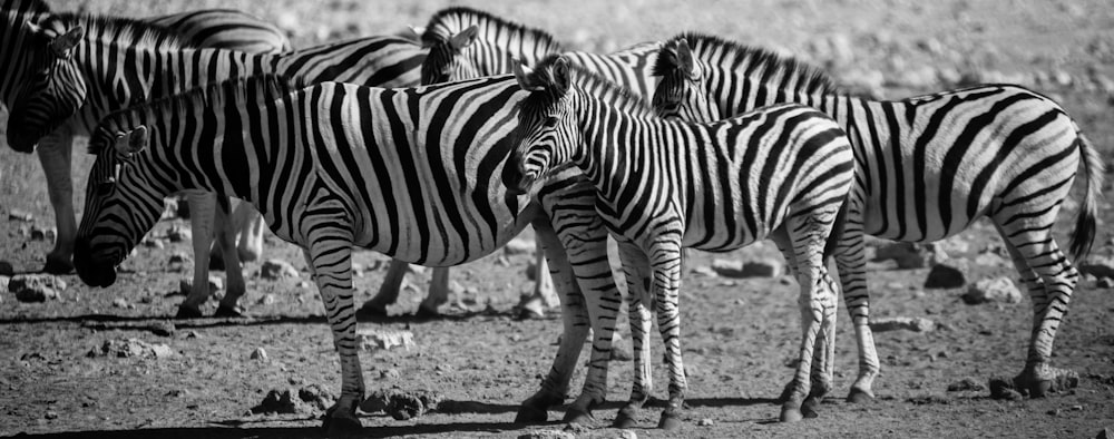 black and white zebras on desert