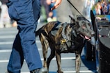 A police dog wearing a harness labeled 'POLICE' is walking closely beside a person in blue uniform pants. The dog appears alert and is panting with its tongue out. Bright sunlight highlights the dog's glossy coat.