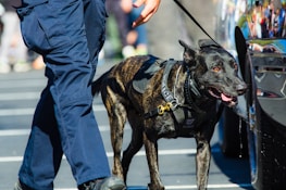 A police dog wearing a harness labeled 'POLICE' is walking closely beside a person in blue uniform pants. The dog appears alert and is panting with its tongue out. Bright sunlight highlights the dog's glossy coat.