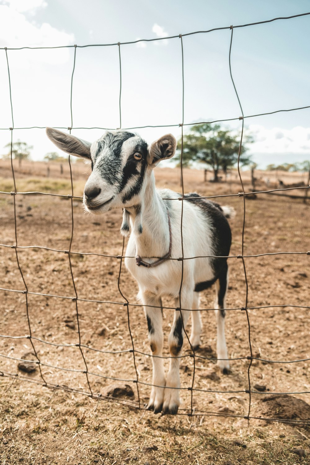 selective focus photography of white and black goat beside fence