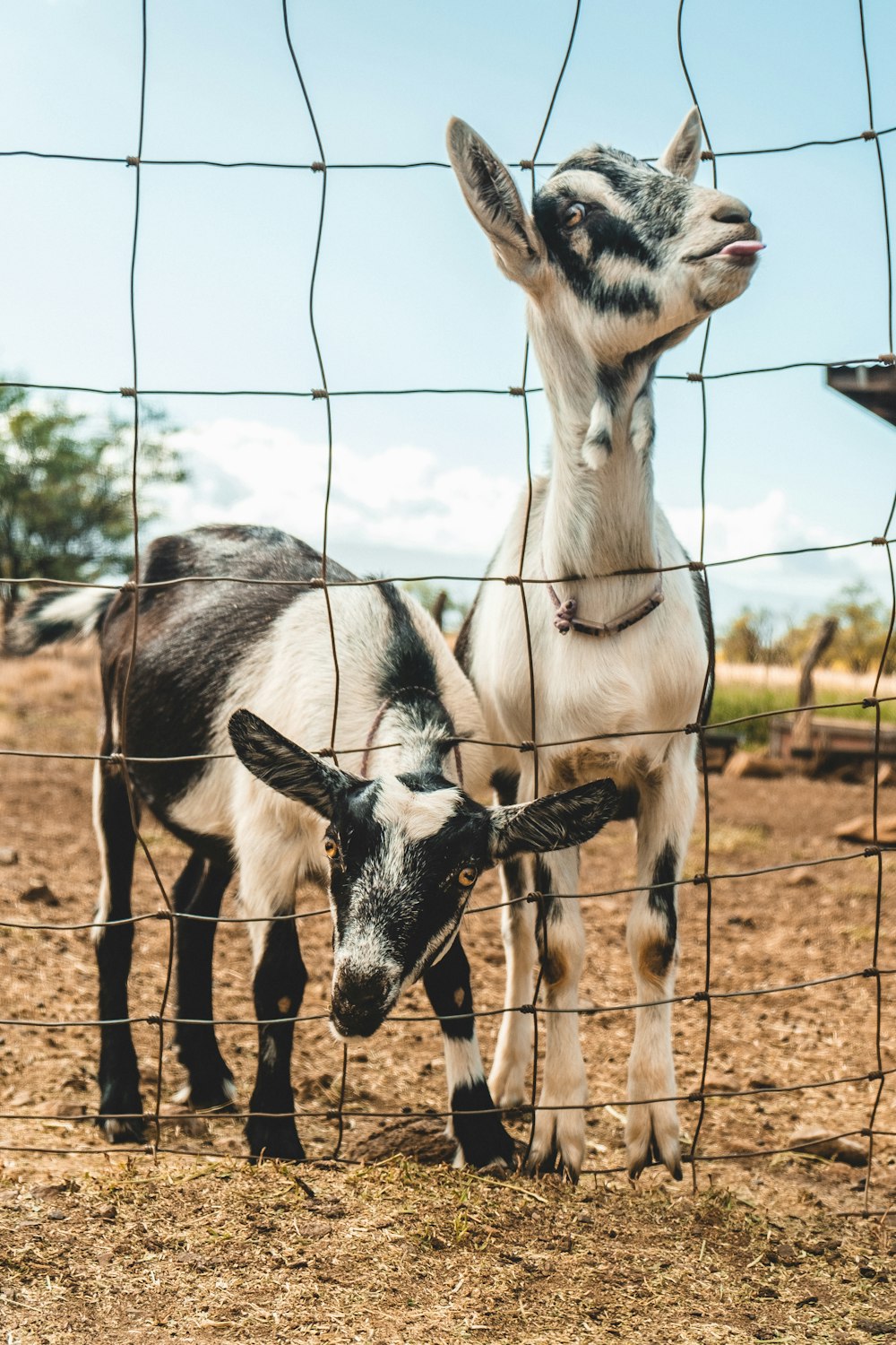 white and black goat