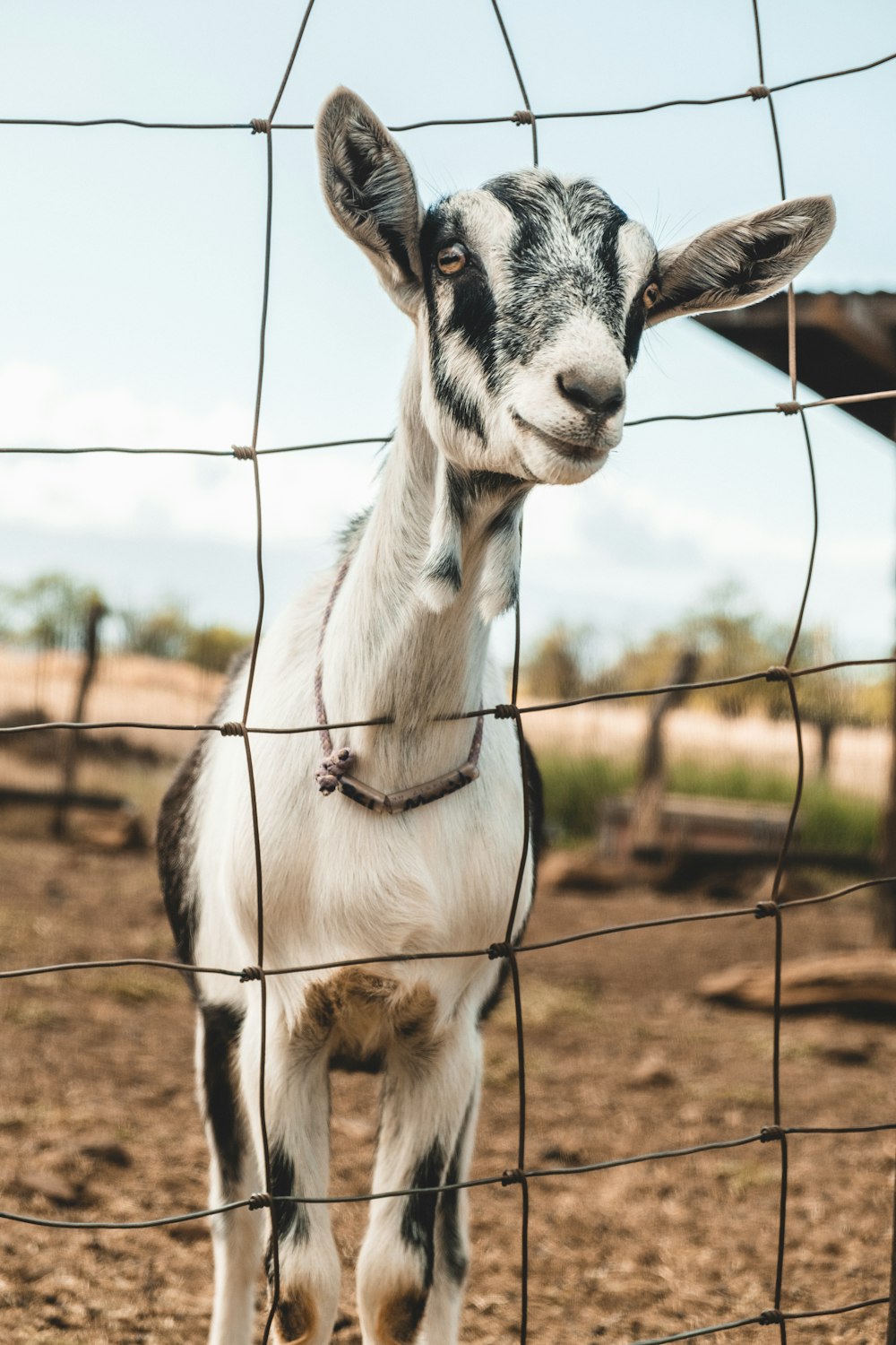 Fotografía de enfoque selectivo de cabra blanca y negra en la cerca