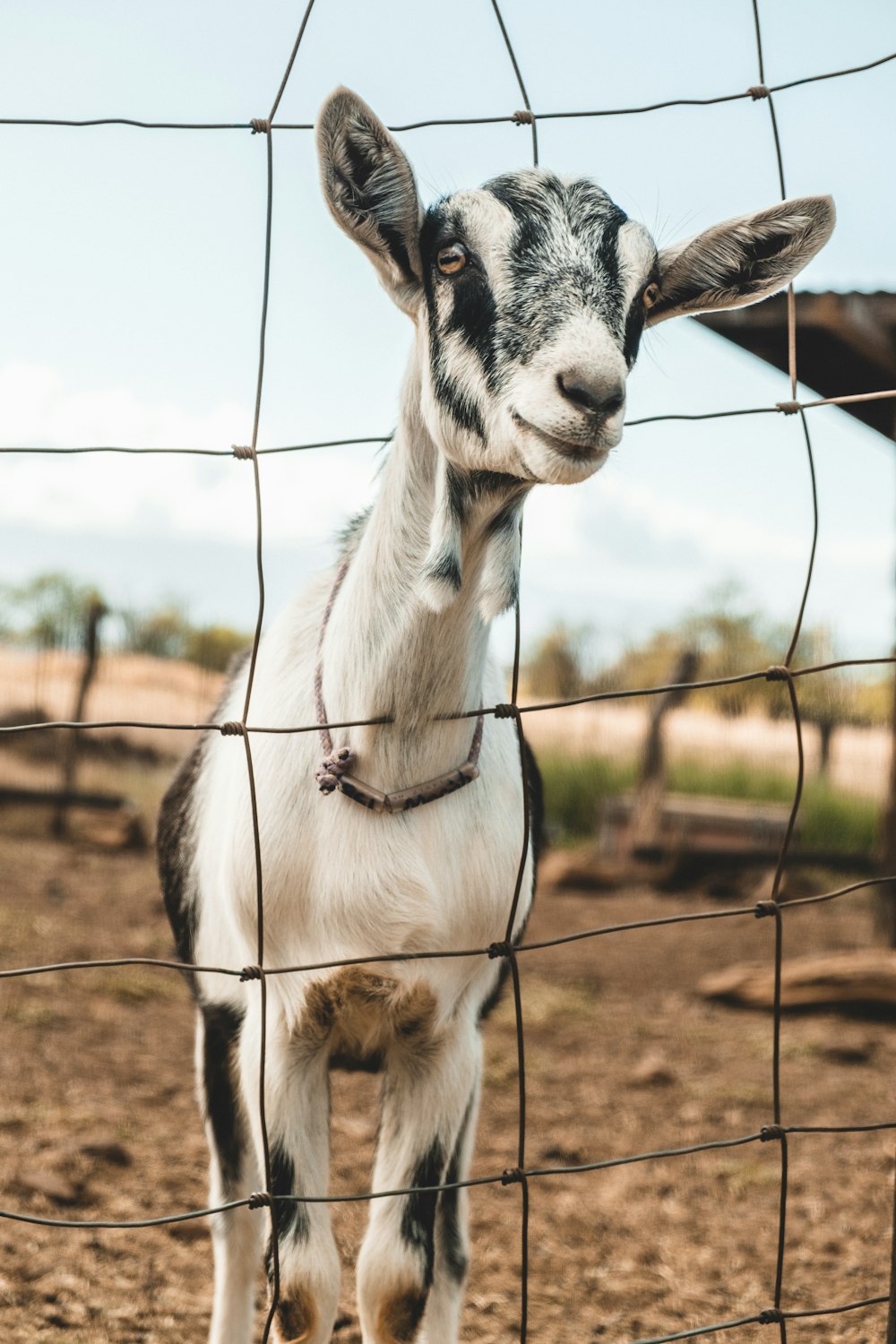 selective focus photography of white and black goat on fence